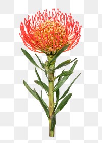 PNG red pincushion, flower png