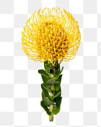 Yellow pincushion png flower sticker