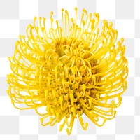 PNG yellow pincushion flower sticker