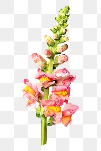 PNG pink snapdragon flower sticker