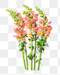 Pink snapdragon flower png sticker