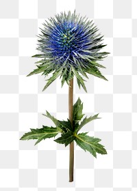 PNG blue flower, eryngium deep blue jack