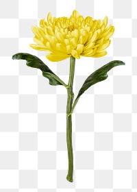 PNG yellow chrysanthemum flower sticker