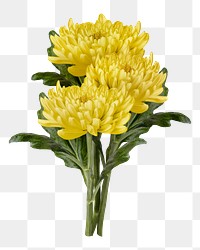 Yellow chrysanthemum png flower sticker