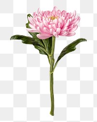 Pink chrysanthemum png flower sticker