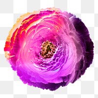 Colorful ranunculus png flower sticker