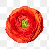 PNG red ranunculus, flower sticker