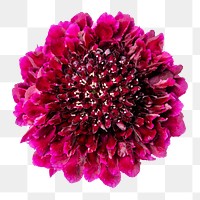 Pink scabiosa png flower sticker