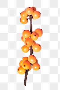 Yellow winterberry png, plant sticker