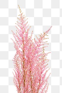 PNG pink flower, astilbe peach blossom sticker