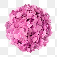 PNG pink hydrangea flower sticker