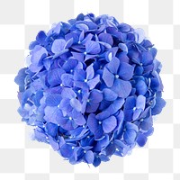 PNG blue hydrangea flower sticker