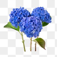 PNG blue hydrangea flower sticker