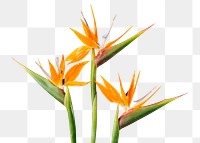 PNG bird of paradise flower sticker