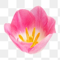 PNG pink tulip, flower sticker