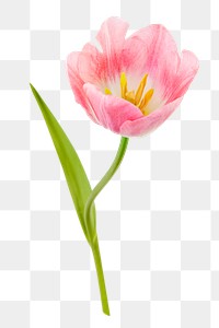 Pink tulip png, sticker flower design