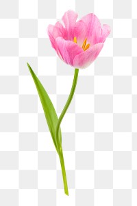 PNG pink tulip, flower sticker