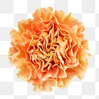 PNG orange carnation flower sticker