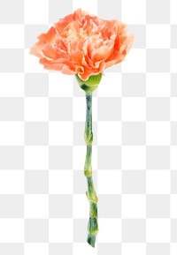 Orange carnation png flower sticker