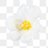 White tulip png, blooming flower sticker