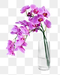 PNG pink orchid in glass vase, isolated object, collage element design