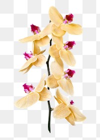 PNG yellow orchid flower sticker