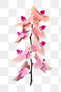 Pink orchid png flower sticker