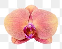 PNG pink orchid flower sticker