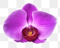 PNG purple orchid flower sticker