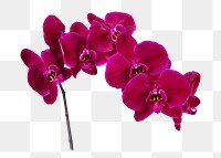 PNG pink orchid flower sticker