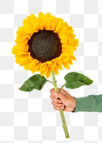 PNG sunflower, held by hand, collage element