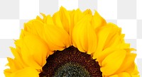 PNG blooming sunflower sticker, transparent background