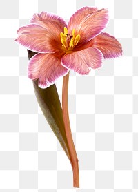 Pink tulip png, sticker flower design