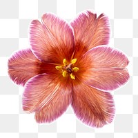 PNG pink tulip, flower sticker