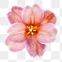 Pink tulip png, sticker flower design