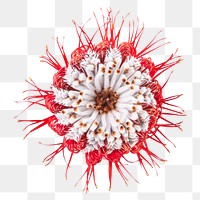 PNG banksia flower, aerial view