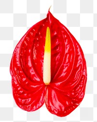Red anthurium png flower sticker