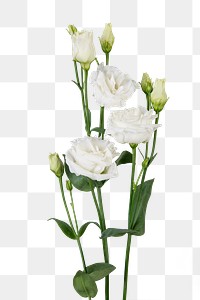 PNG white lisianthus flower sticker