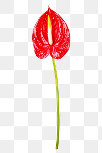 PNG red anthurium flower sticker