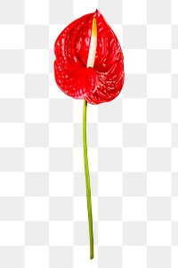 Red laceleaf png flower sticker