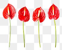 PNG red anthurium flower sticker