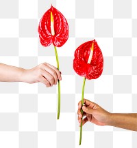 PNG red anthuriums, held by hands, collage element