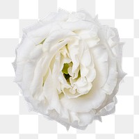 White lisianthus png flower sticker