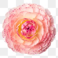 Pink ranunculus png, flower sticker