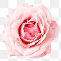 PNG pink rose, flower sticker