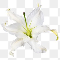 PNG white lily, flower sticker