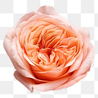PNG pink cabbage rose, flower sticker
