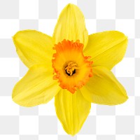 PNG yellow daffodil, flower sticker