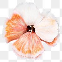 PNG white dianthus flower sticker