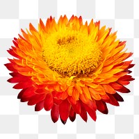 PNG red everlasting flower sticker